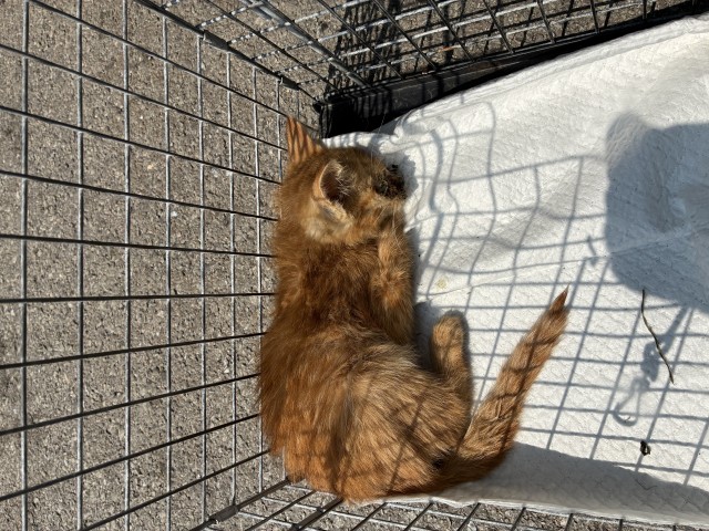 Adoptable Cat