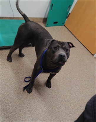 Mushu