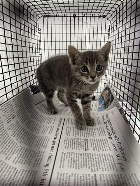 Adoptable Cat