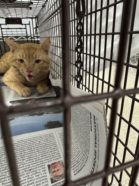 Adoptable Cat