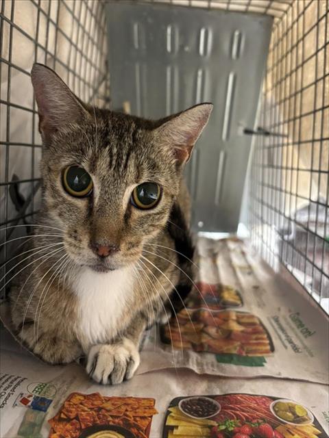 Adoptable Cat