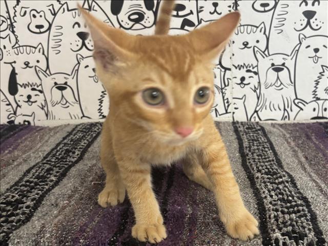 Simba