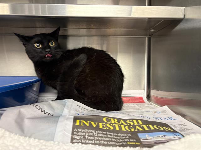 Adoptable Cat