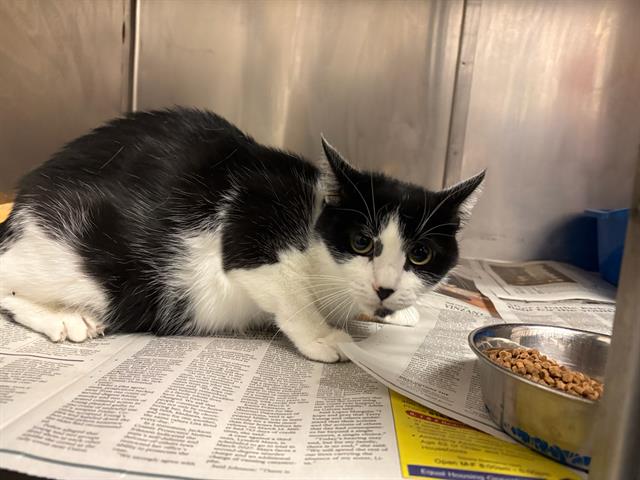 Adoptable Cat