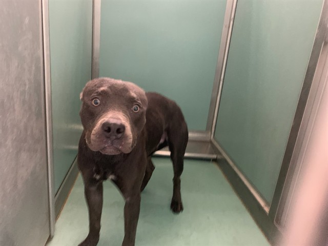 Adoptable Dog