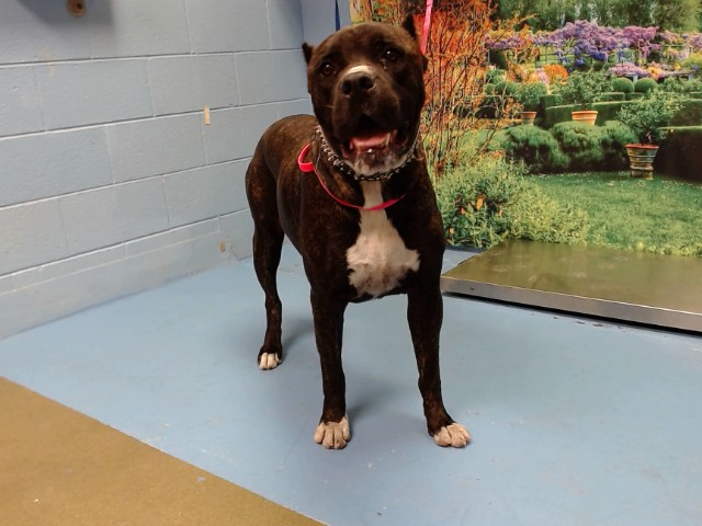 Adoptable Dog