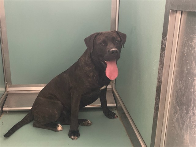 Adoptable Dog