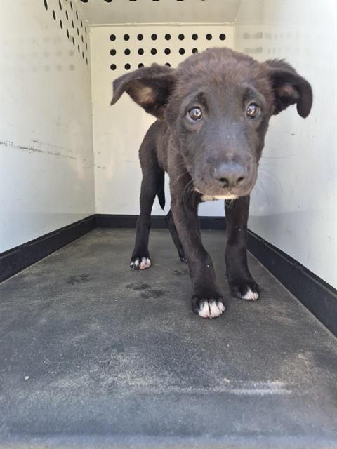 Adoptable Dog