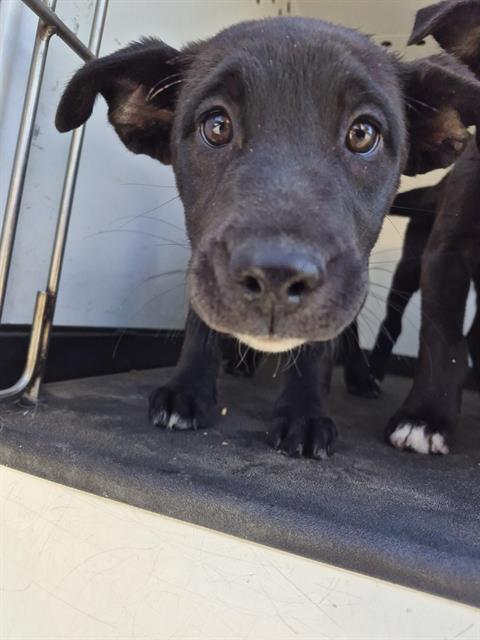 Adoptable Dog