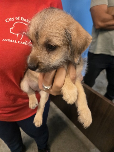 Adoptable Dog