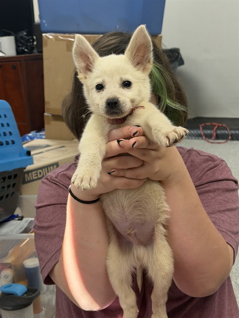Adoptable Dog