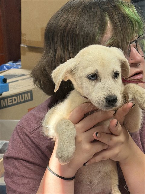 Adoptable Dog