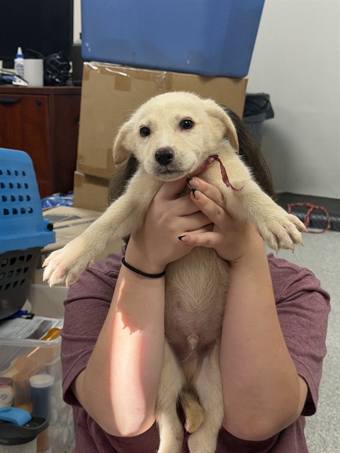 Adoptable Dog