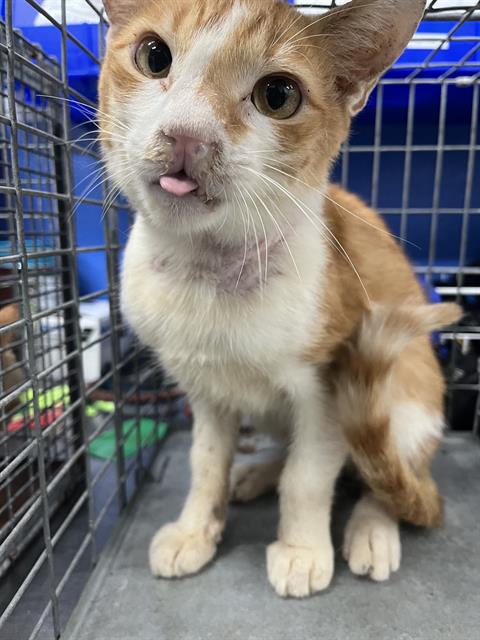 Adoptable Cat
