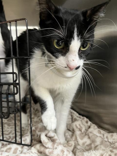 Adoptable Cat