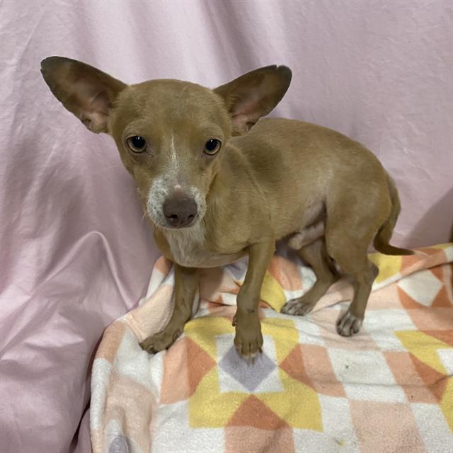Adoptable Dog