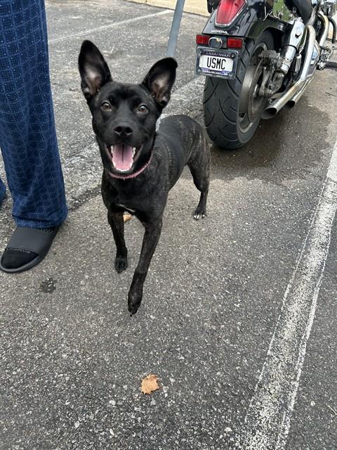 Adoptable Dog