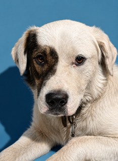 Archie