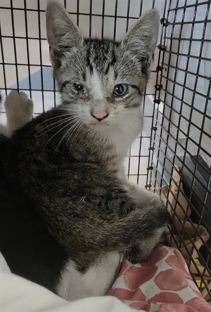 Adoptable Cat