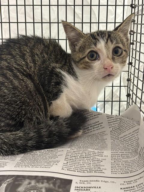 Adoptable Cat