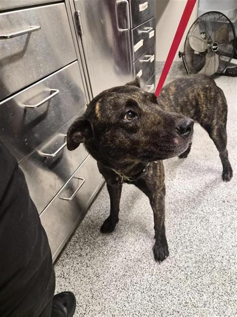 Adoptable Dog