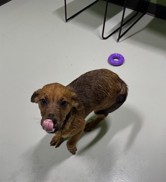 Adoptable Dog