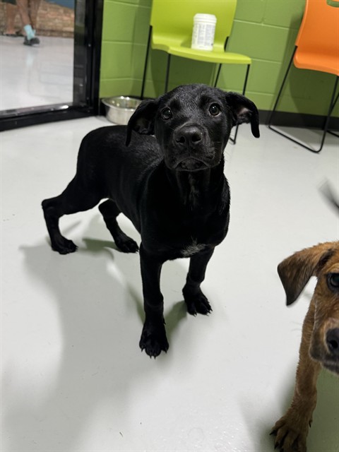 Adoptable Dog