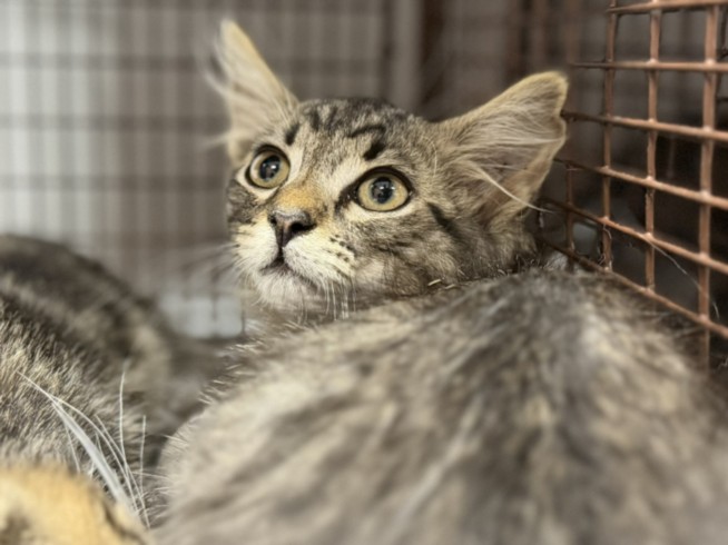 Dasani