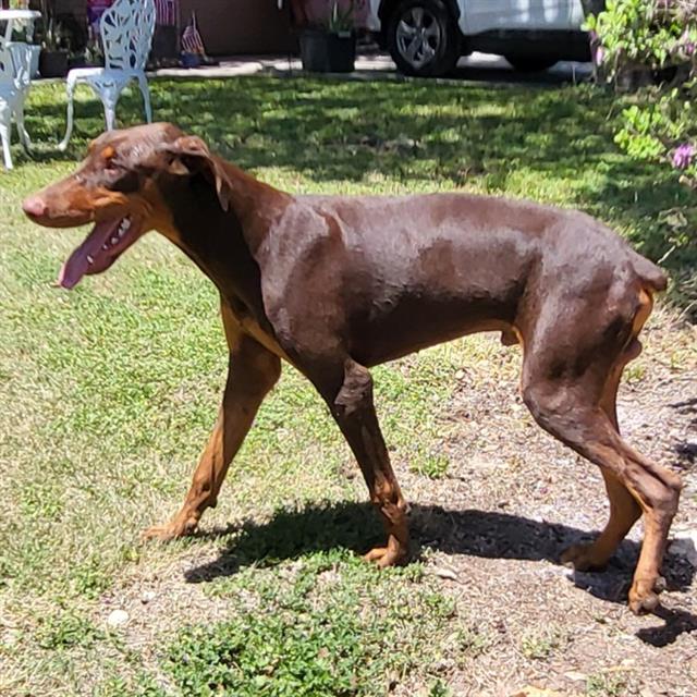 Rex