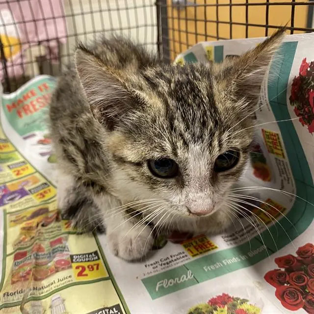 Adoptable Cat