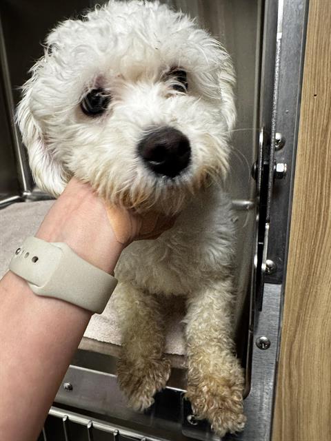 Adoptable Dog