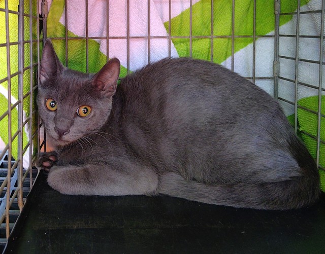 Adoptable Cat