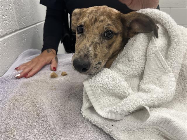 Adoptable Dog