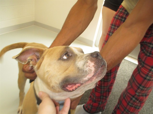 Adoptable Dog