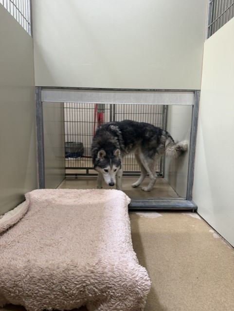 Adoptable Dog