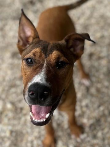 Linus