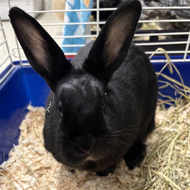 Bella