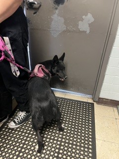 Adoptable Dog