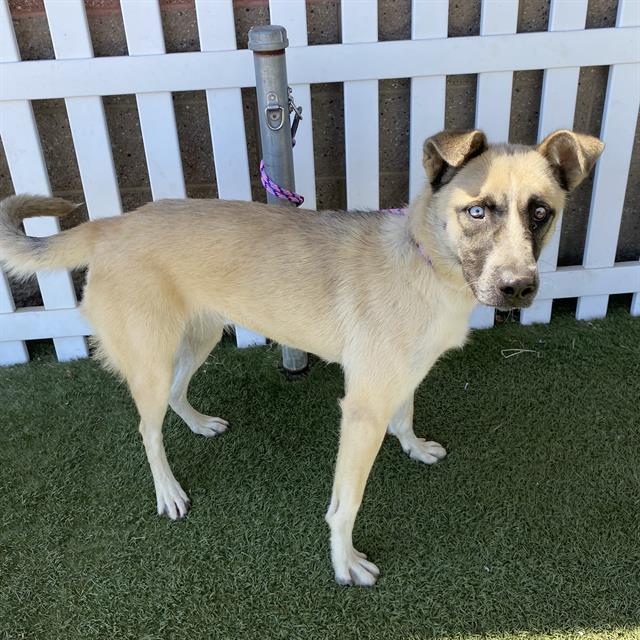 Adoptable Dog