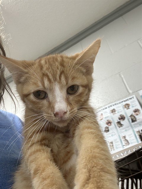 Adoptable Cat