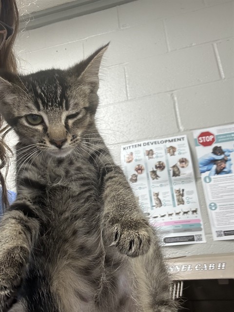 Adoptable Cat
