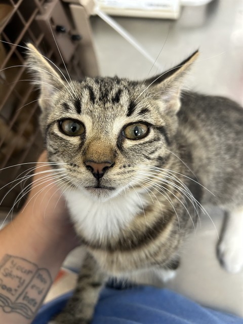Adoptable Cat