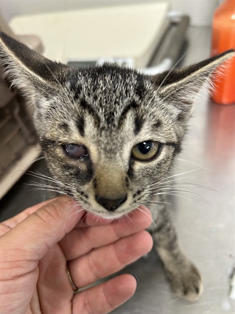 Adoptable Cat