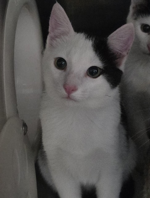 Beanlet