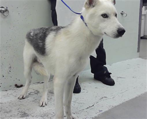 Adoptable Dog