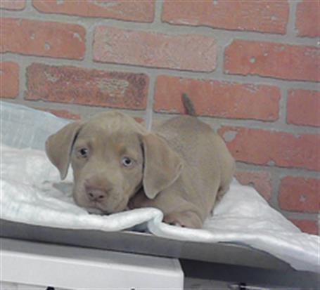 Adoptable Dog