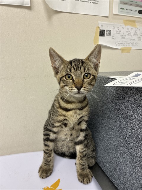 Gus