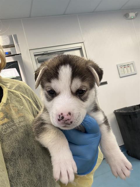 Adoptable Dog