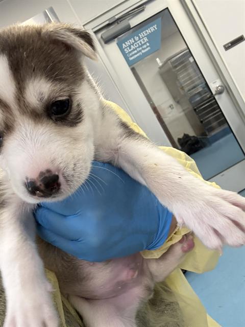 Adoptable Dog