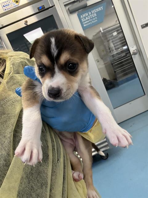 Adoptable Dog